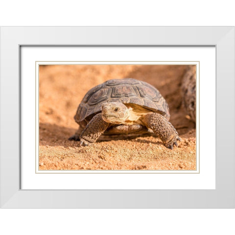Arizona-Santa Cruz County Young desert tortoise captive  White Modern Wood Framed Art Print with Double Matting by Jaynes Gallery