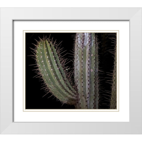 Arizona-Phoenix Illuminated saguaro cactus at night  White Modern Wood Framed Art Print with Double Matting by Jaynes Gallery