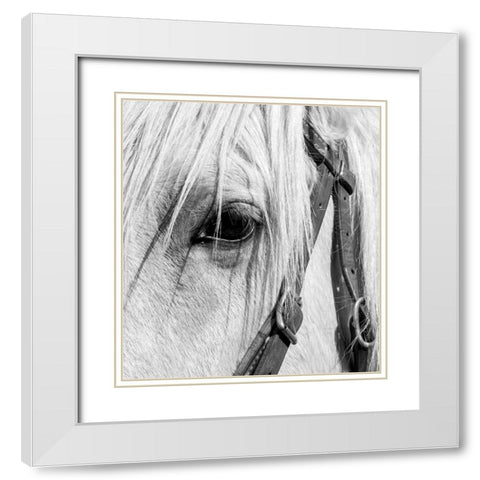 Arizona-Scottsdale BandW close-up of horses eye and bridle  White Modern Wood Framed Art Print with Double Matting by Jaynes Gallery