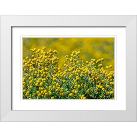 Arizona-Goodyear Wildflowers in Estrella Mountain Regional Park  White Modern Wood Framed Art Print with Double Matting by Jaynes Gallery