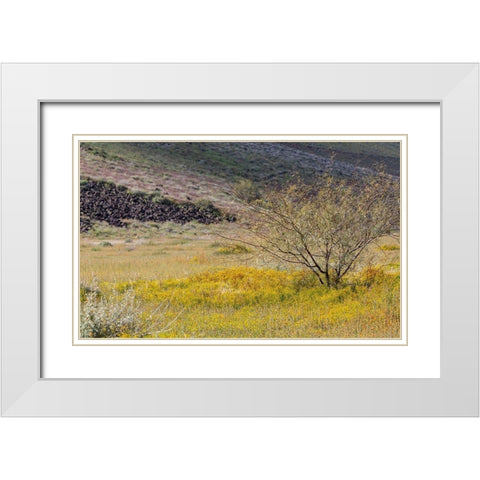 Arizona Wildflowers in field  White Modern Wood Framed Art Print with Double Matting by Jaynes Gallery