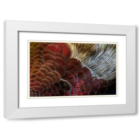 Arizona Close-up of hummingbird feather pattern  White Modern Wood Framed Art Print with Double Matting by Jaynes Gallery