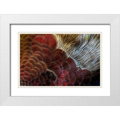 Arizona Close-up of hummingbird feather pattern  White Modern Wood Framed Art Print with Double Matting by Jaynes Gallery