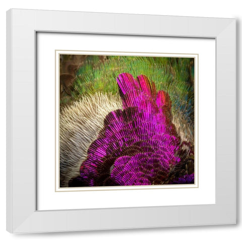 Arizona Close-up of hummingbird feather pattern  White Modern Wood Framed Art Print with Double Matting by Jaynes Gallery