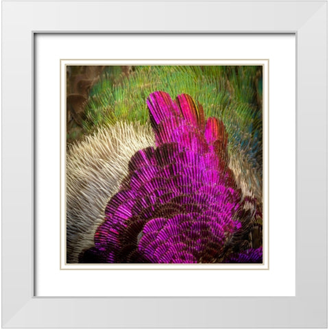 Arizona Close-up of hummingbird feather pattern  White Modern Wood Framed Art Print with Double Matting by Jaynes Gallery