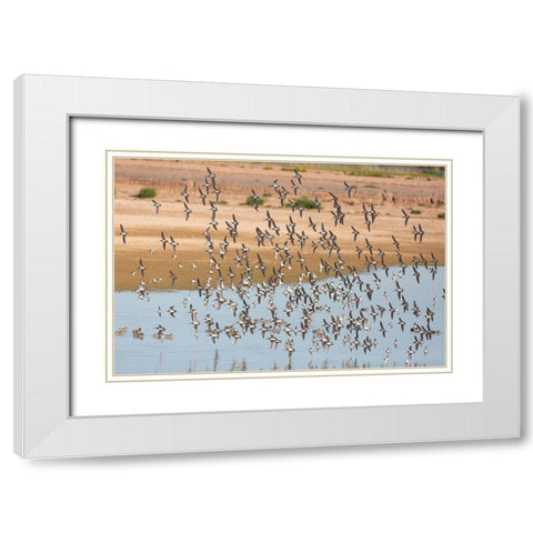 Arizona-Glendale Flock of least sandpipers flying over pond White Modern Wood Framed Art Print with Double Matting by Jaynes Gallery