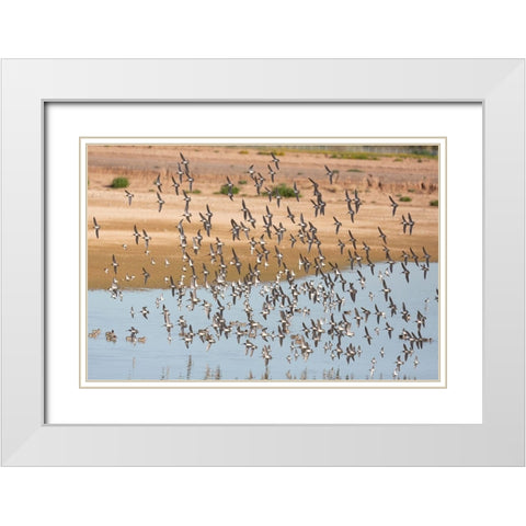 Arizona-Glendale Flock of least sandpipers flying over pond White Modern Wood Framed Art Print with Double Matting by Jaynes Gallery