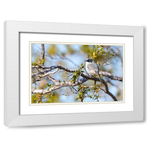 Arizona-Buckeye Blue-gray gnatcatcher perched on branch  White Modern Wood Framed Art Print with Double Matting by Jaynes Gallery