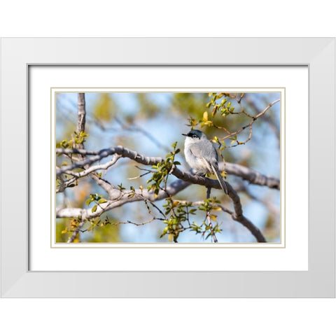 Arizona-Buckeye Blue-gray gnatcatcher perched on branch  White Modern Wood Framed Art Print with Double Matting by Jaynes Gallery