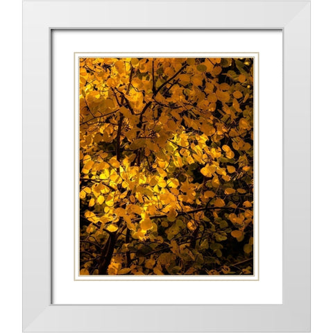Arizona-Flagstaff Aspen tree leaves in at sunset White Modern Wood Framed Art Print with Double Matting by Jaynes Gallery