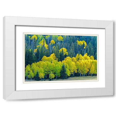 Arizona-Grand Canyon National Park Autumn aspens in Grand Canyon  White Modern Wood Framed Art Print with Double Matting by Jaynes Gallery