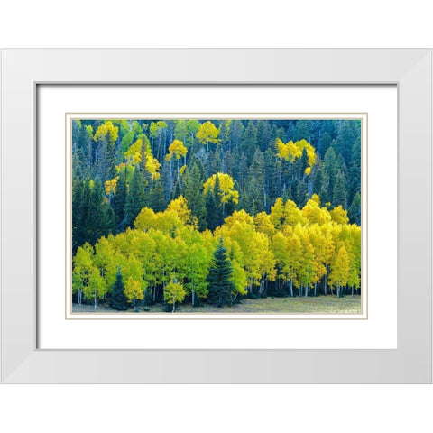 Arizona-Grand Canyon National Park Autumn aspens in Grand Canyon  White Modern Wood Framed Art Print with Double Matting by Jaynes Gallery