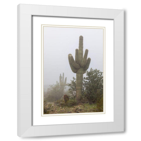 Arizona-Buckeye Saguaro cactus in fog  White Modern Wood Framed Art Print with Double Matting by Jaynes Gallery