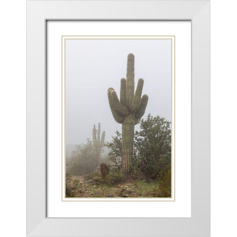 Arizona-Buckeye Saguaro cactus in fog  White Modern Wood Framed Art Print with Double Matting by Jaynes Gallery