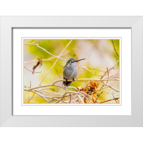 Arizona-Lake Havasu City Female Annas hummingbird on limb  White Modern Wood Framed Art Print with Double Matting by Jaynes Gallery