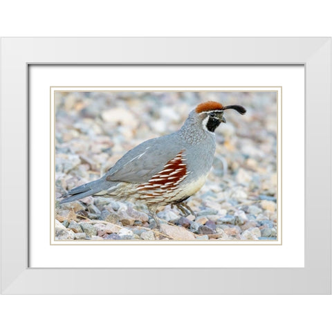 Arizona-Lake Havasu City Male Gambels quail close-up  White Modern Wood Framed Art Print with Double Matting by Jaynes Gallery