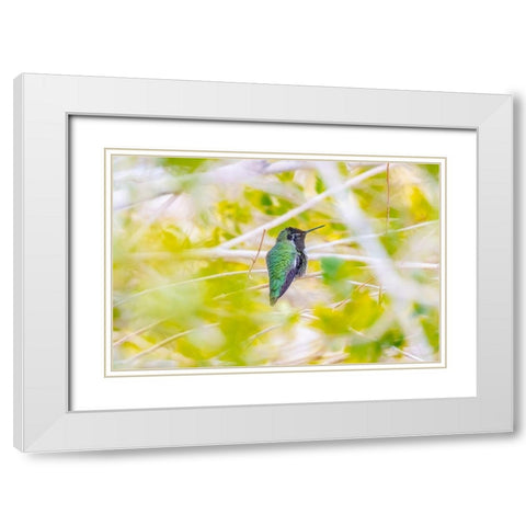 Arizona-Lake Havasu City Male Annas hummingbird on limb  White Modern Wood Framed Art Print with Double Matting by Jaynes Gallery