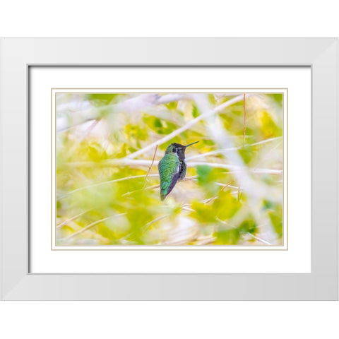 Arizona-Lake Havasu City Male Annas hummingbird on limb  White Modern Wood Framed Art Print with Double Matting by Jaynes Gallery