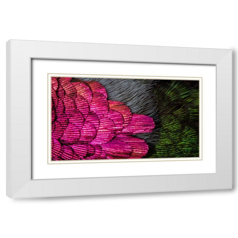 USA-Arizona-Close-up of hummingbird feathers White Modern Wood Framed Art Print with Double Matting by Jaynes Gallery