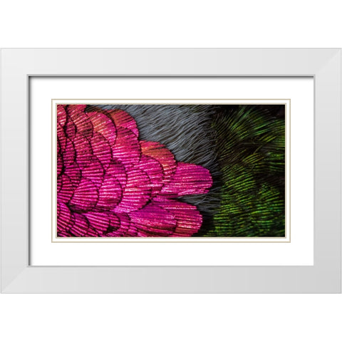 USA-Arizona-Close-up of hummingbird feathers White Modern Wood Framed Art Print with Double Matting by Jaynes Gallery