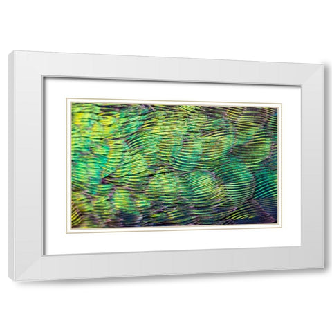 USA-Arizona-Close-up of hummingbird feathers White Modern Wood Framed Art Print with Double Matting by Jaynes Gallery