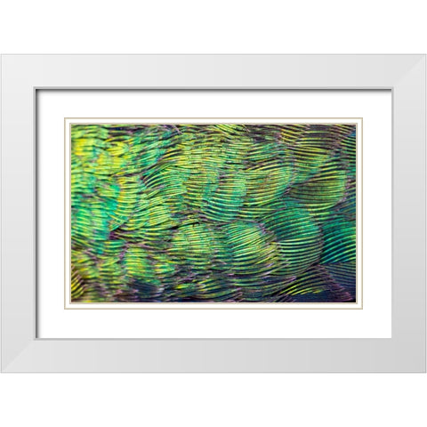 USA-Arizona-Close-up of hummingbird feathers White Modern Wood Framed Art Print with Double Matting by Jaynes Gallery