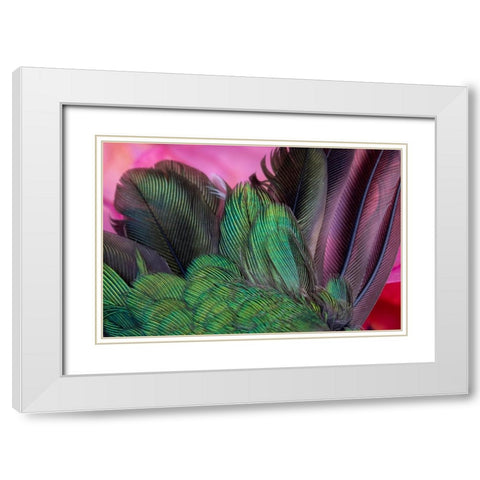 USA-Arizona-Close-up of hummingbird feathers White Modern Wood Framed Art Print with Double Matting by Jaynes Gallery