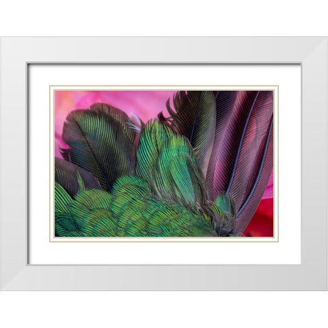 USA-Arizona-Close-up of hummingbird feathers White Modern Wood Framed Art Print with Double Matting by Jaynes Gallery