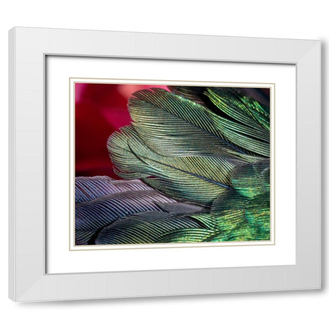 USA-Arizona-Close-up of hummingbird feathers White Modern Wood Framed Art Print with Double Matting by Jaynes Gallery