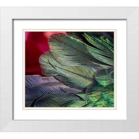 USA-Arizona-Close-up of hummingbird feathers White Modern Wood Framed Art Print with Double Matting by Jaynes Gallery