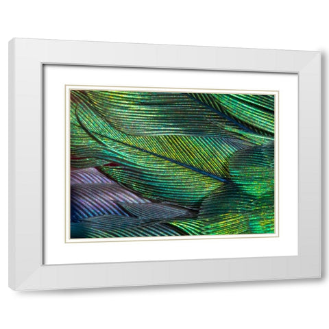 USA-Arizona-Close-up of hummingbird feathers White Modern Wood Framed Art Print with Double Matting by Jaynes Gallery
