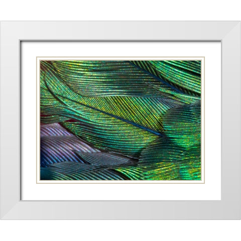 USA-Arizona-Close-up of hummingbird feathers White Modern Wood Framed Art Print with Double Matting by Jaynes Gallery