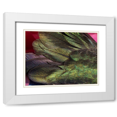 USA-Arizona-Close-up of hummingbird feathers White Modern Wood Framed Art Print with Double Matting by Jaynes Gallery
