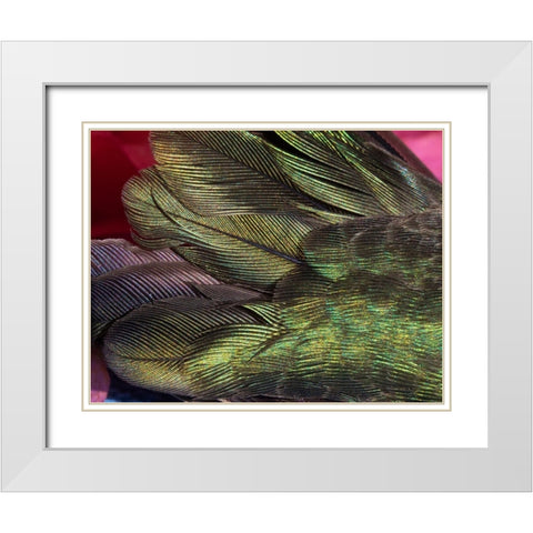 USA-Arizona-Close-up of hummingbird feathers White Modern Wood Framed Art Print with Double Matting by Jaynes Gallery