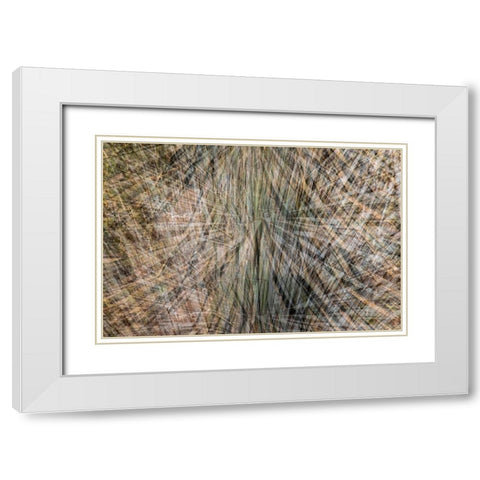 USA-Arizona-Phoenix-Yucca cactus abstract White Modern Wood Framed Art Print with Double Matting by Jaynes Gallery