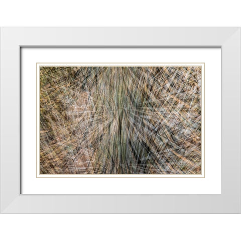 USA-Arizona-Phoenix-Yucca cactus abstract White Modern Wood Framed Art Print with Double Matting by Jaynes Gallery