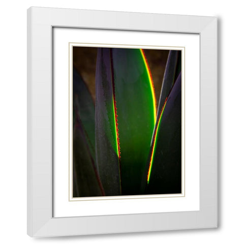 USA-Arizona-Phoenix-Backlit variegated agave cactus White Modern Wood Framed Art Print with Double Matting by Jaynes Gallery