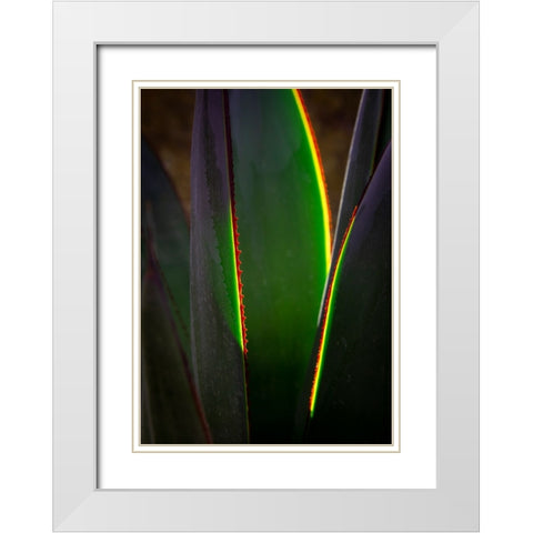 USA-Arizona-Phoenix-Backlit variegated agave cactus White Modern Wood Framed Art Print with Double Matting by Jaynes Gallery
