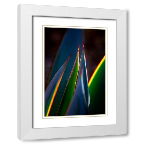 USA-Arizona-Phoenix-Backlit variegated agave cactus White Modern Wood Framed Art Print with Double Matting by Jaynes Gallery