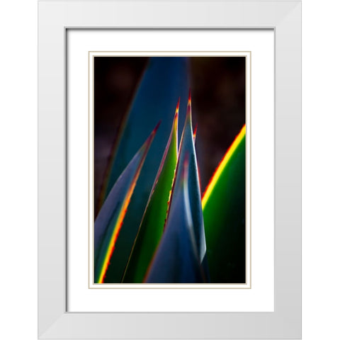 USA-Arizona-Phoenix-Backlit variegated agave cactus White Modern Wood Framed Art Print with Double Matting by Jaynes Gallery