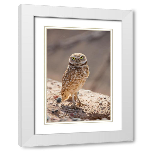USA-Arizona-Burrowing owl close-up White Modern Wood Framed Art Print with Double Matting by Jaynes Gallery