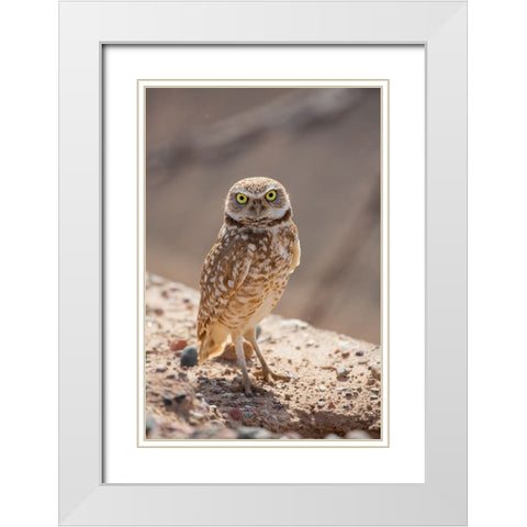 USA-Arizona-Burrowing owl close-up White Modern Wood Framed Art Print with Double Matting by Jaynes Gallery
