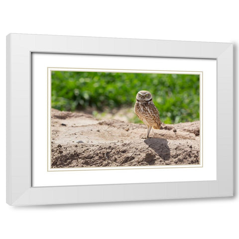 USA-Arizona-Burrowing owl close-up White Modern Wood Framed Art Print with Double Matting by Jaynes Gallery