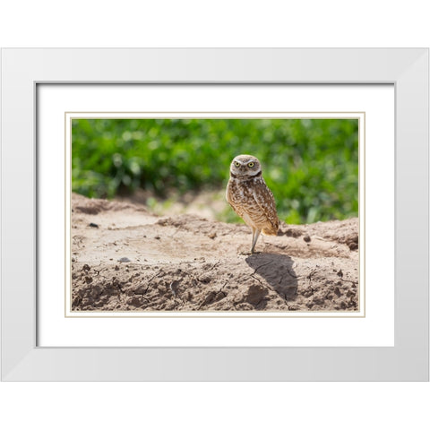 USA-Arizona-Burrowing owl close-up White Modern Wood Framed Art Print with Double Matting by Jaynes Gallery