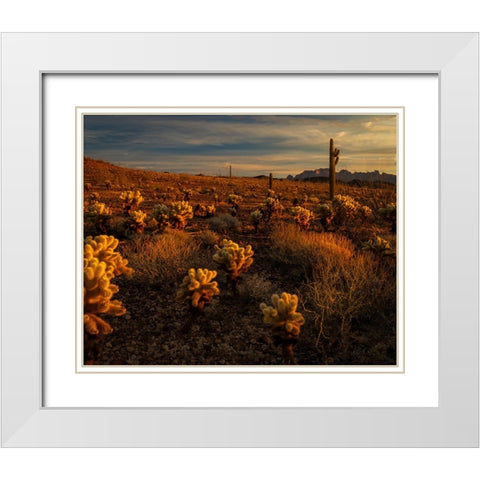 USA-Arizona-Kofa National Wildlife Area-Mountain and desert landscape at sunrise White Modern Wood Framed Art Print with Double Matting by Jaynes Gallery