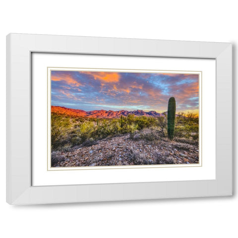 USA- Arizona- Catalina State Park. Sunset landscape with Catalina Mountains and desert. White Modern Wood Framed Art Print with Double Matting by Jaynes Gallery
