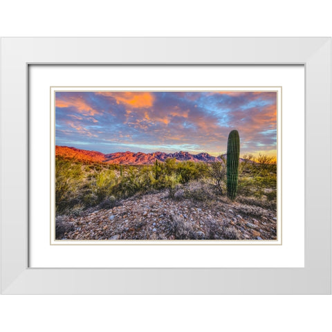 USA- Arizona- Catalina State Park. Sunset landscape with Catalina Mountains and desert. White Modern Wood Framed Art Print with Double Matting by Jaynes Gallery