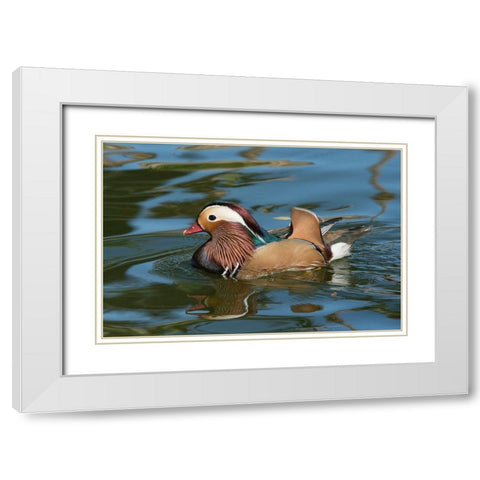 Arizona A male Mandarin Duck and reflection White Modern Wood Framed Art Print with Double Matting by Tharp, Brenda
