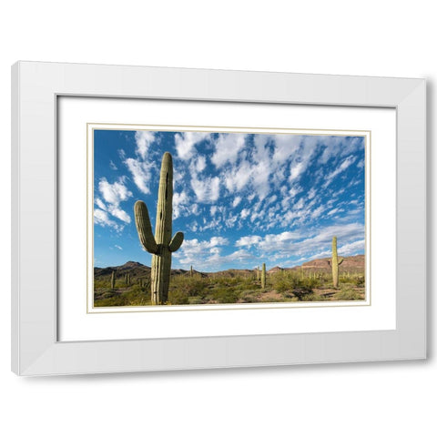 Arizona Clouds spread across a blue sky above saguaro cactus in Organ Pipe National Monument White Modern Wood Framed Art Print with Double Matting by Tharp, Brenda