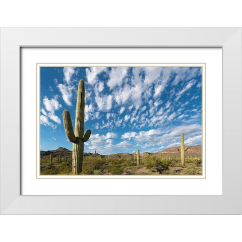 Arizona Clouds spread across a blue sky above saguaro cactus in Organ Pipe National Monument White Modern Wood Framed Art Print with Double Matting by Tharp, Brenda